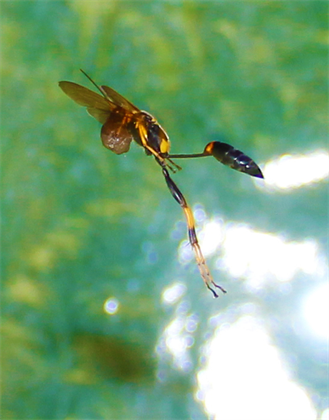 Austin Texas Wildlife Photography By Artist DAPACU